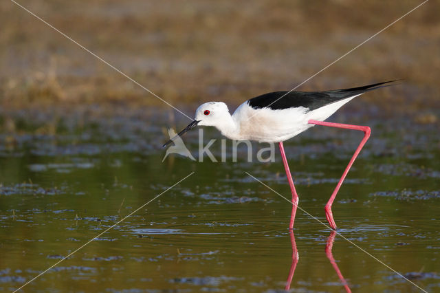 Steltkluut (Himantopus himantopus)