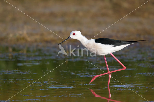 Steltkluut (Himantopus himantopus)