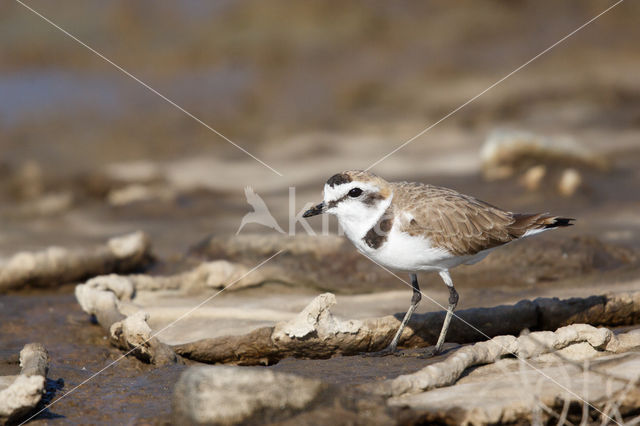 Kentish Plover (Charadrius alexandrinus)