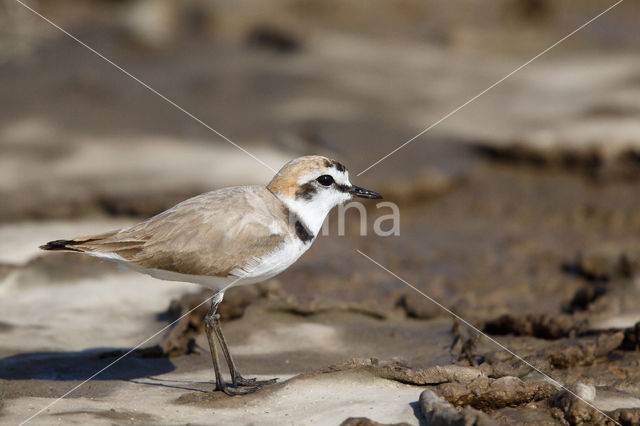 Strandplevier (Charadrius alexandrinus)