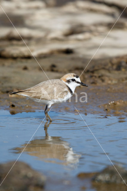 Kentish Plover (Charadrius alexandrinus)