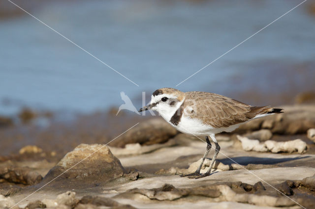Kentish Plover (Charadrius alexandrinus)