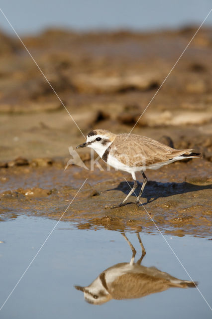 Kentish Plover (Charadrius alexandrinus)