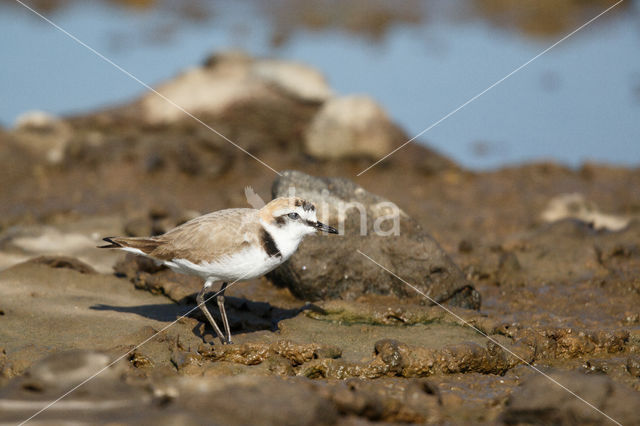 Kentish Plover (Charadrius alexandrinus)