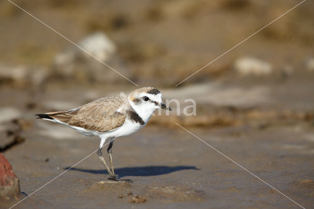 Strandplevier (Charadrius alexandrinus)