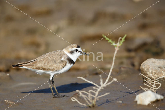 Kentish Plover (Charadrius alexandrinus)