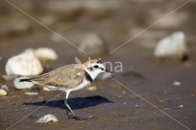 Kentish Plover (Charadrius alexandrinus)