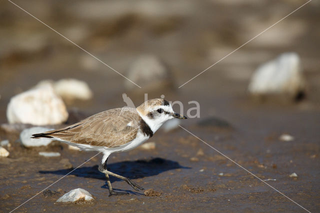 Strandplevier (Charadrius alexandrinus)