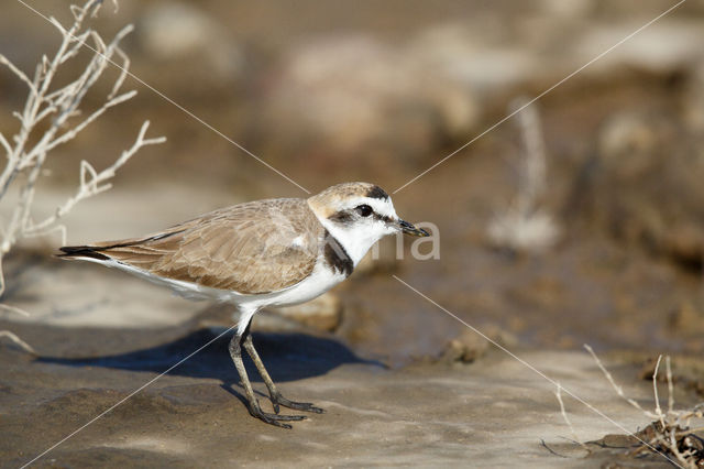 Strandplevier (Charadrius alexandrinus)