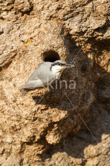 Western Rock-Nuthatch (Sitta neumayer)