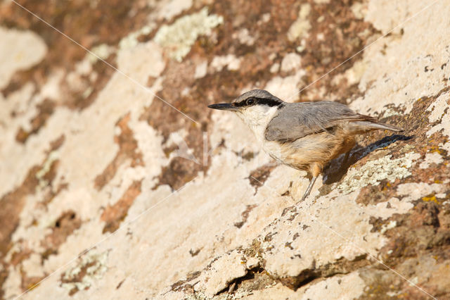 Western Rock-Nuthatch (Sitta neumayer)