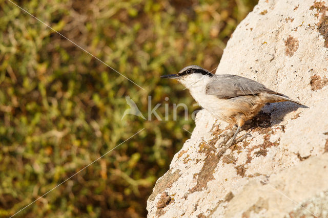 Western Rock-Nuthatch (Sitta neumayer)