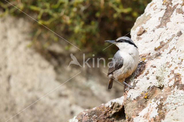 Western Rock-Nuthatch (Sitta neumayer)