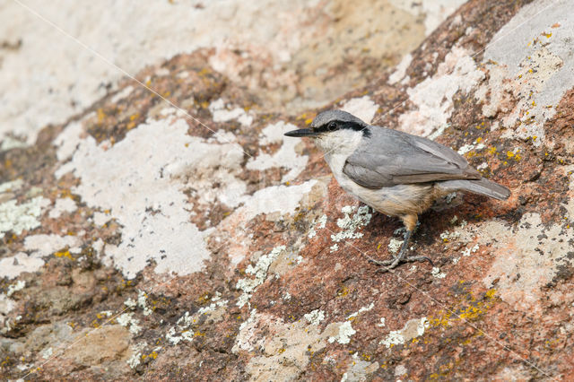 Western Rock-Nuthatch (Sitta neumayer)