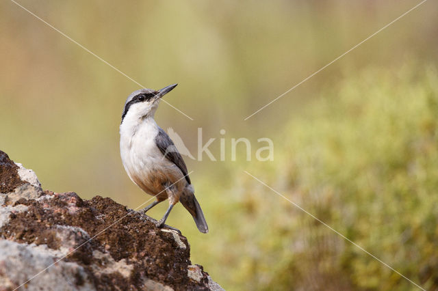 Western Rock-Nuthatch (Sitta neumayer)