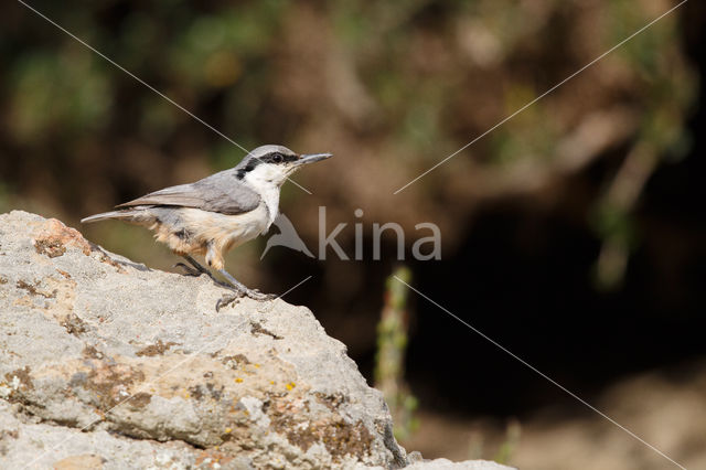 Western Rock-Nuthatch (Sitta neumayer)