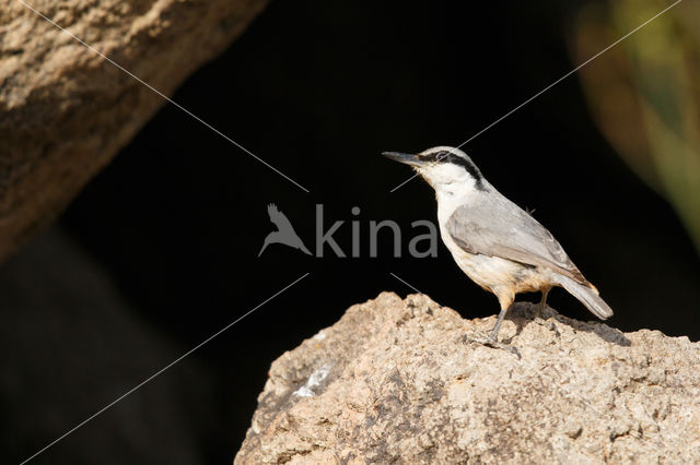 Western Rock-Nuthatch (Sitta neumayer)