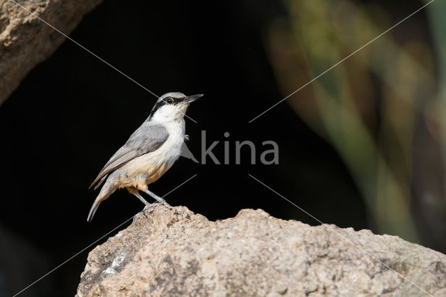 Western Rock-Nuthatch (Sitta neumayer)