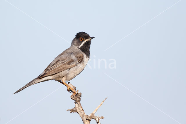 Rueppell's Warbler (Sylvia rueppelli)