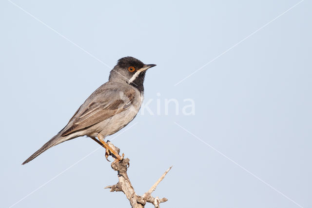 Rueppell's Warbler (Sylvia rueppelli)