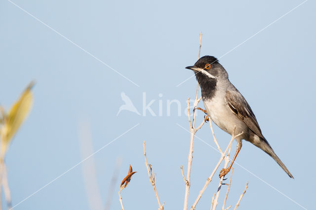 Rueppell's Warbler (Sylvia rueppelli)