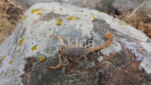 Mediterranean checkered scorpion (Mesobuthus gibbosus)