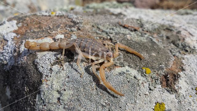 Mediterranean checkered scorpion (Mesobuthus gibbosus)