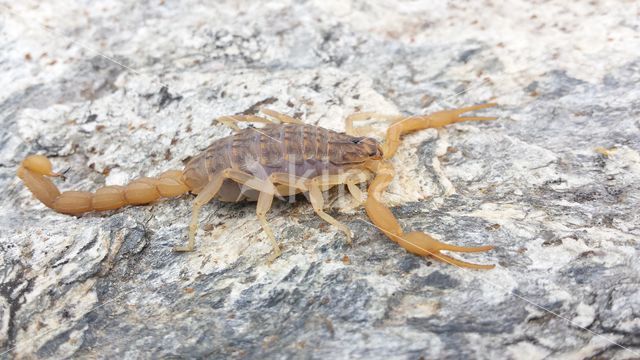 Mediterranean checkered scorpion (Mesobuthus gibbosus)
