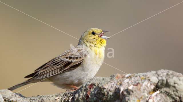 Cinereous bunting (Emberiza cineracea)