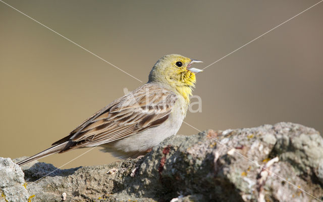 Cinereous bunting (Emberiza cineracea)