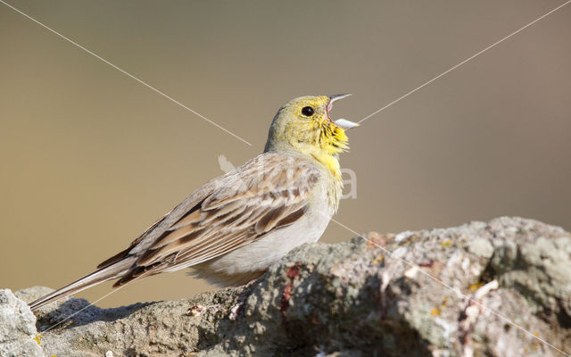 Cinereous bunting (Emberiza cineracea)