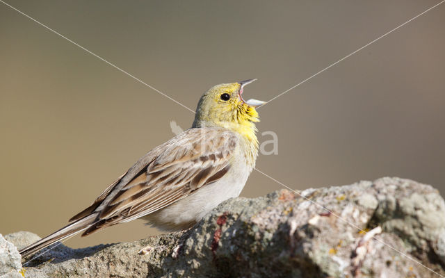 Cinereous bunting (Emberiza cineracea)