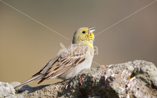 Cinereous bunting (Emberiza cineracea)