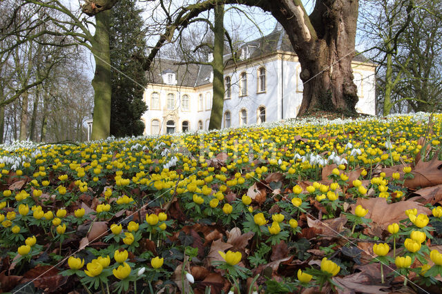 Winter Aconite (Eranthis hyemalis)