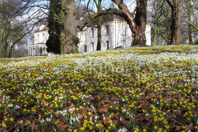 Winter Aconite (Eranthis hyemalis)