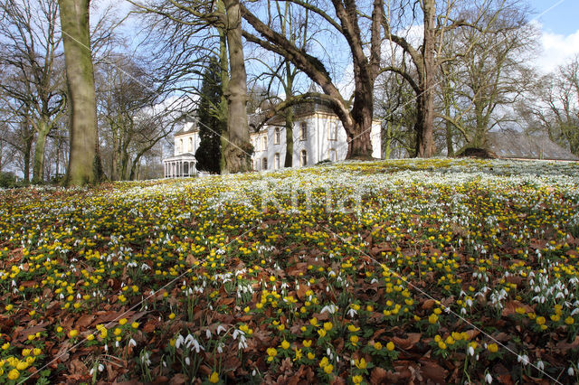 Winter Aconite (Eranthis hyemalis)