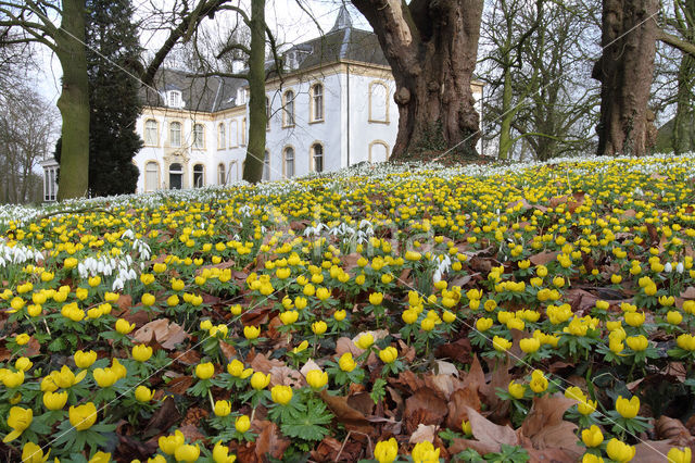 Winter Aconite (Eranthis hyemalis)