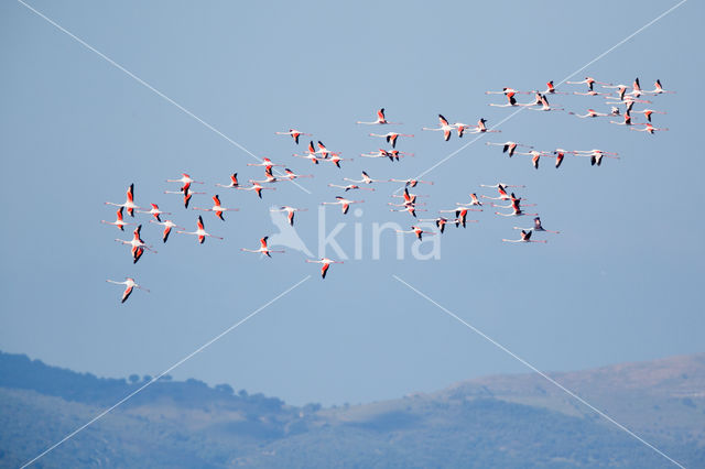 Greater Flamingo (Phoenicopterus ruber roseus)