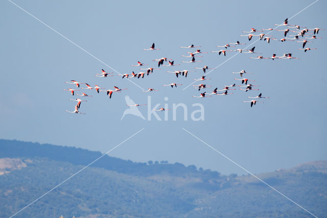 Europese Flamingo (Phoenicopterus ruber roseus)