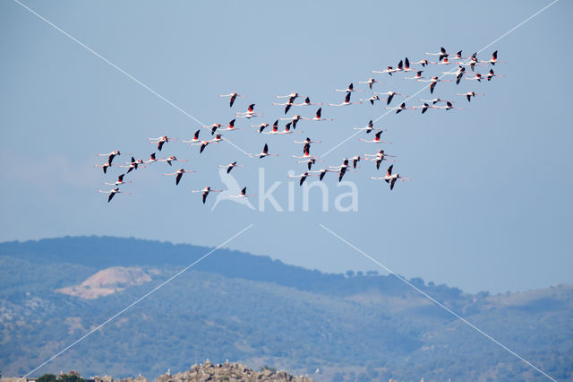 Greater Flamingo (Phoenicopterus ruber roseus)