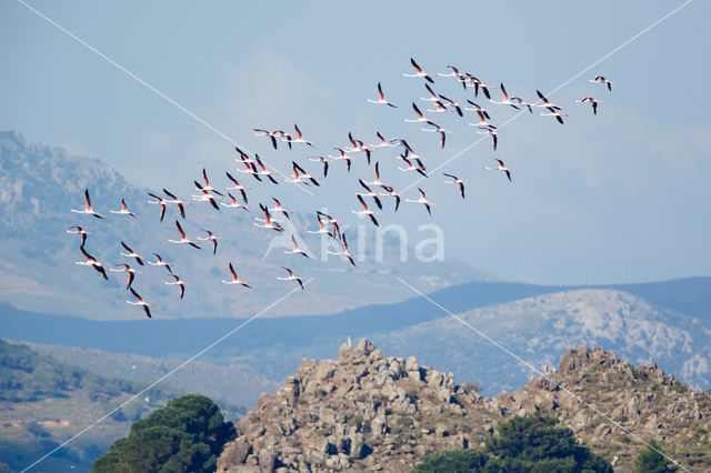 Greater Flamingo (Phoenicopterus ruber roseus)