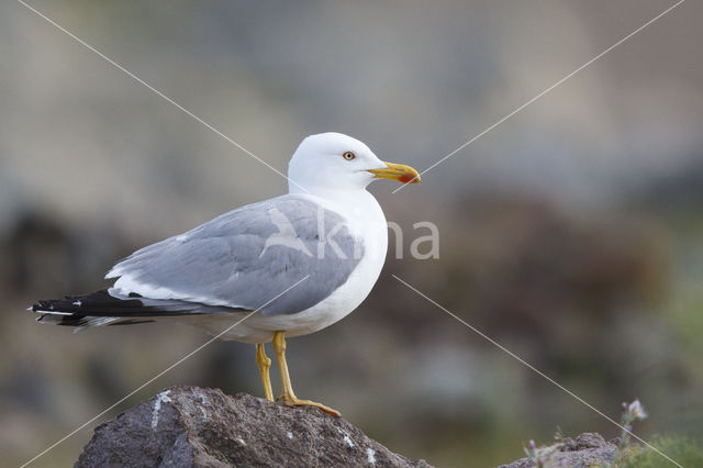 Geelpootmeeuw (Larus michahellis)