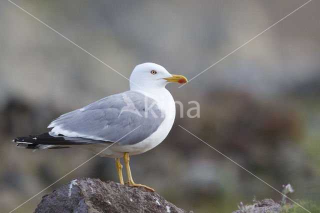 Geelpootmeeuw (Larus michahellis)