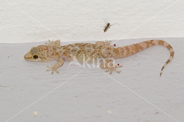 Mediterranean house gecko (Hemidactylus turcicus)