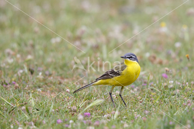 Yellow wagtail (Motacilla flava flava)