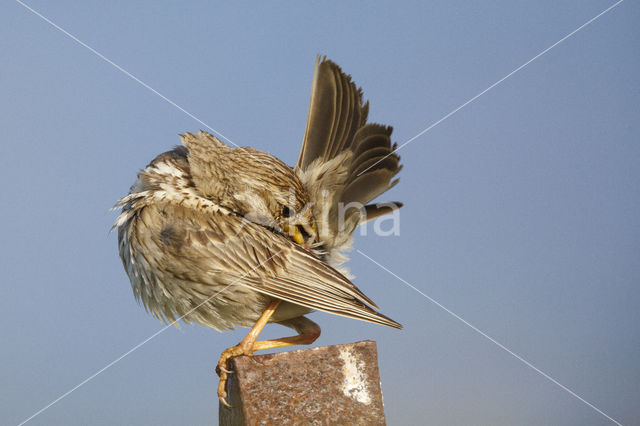 Corn Bunting (Miliaria calandra)