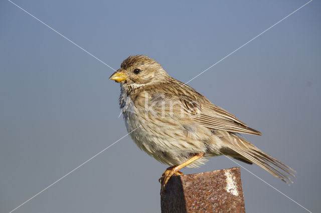 Corn Bunting (Miliaria calandra)