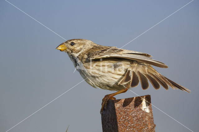 Corn Bunting (Miliaria calandra)