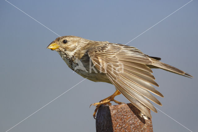 Corn Bunting (Miliaria calandra)