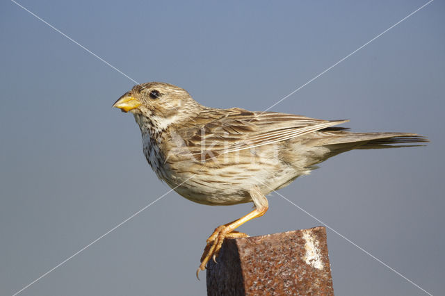 Corn Bunting (Miliaria calandra)